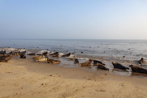 The Seals At Horsey